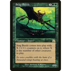 Stag Beetle